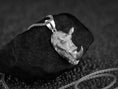 Load image into Gallery viewer, Rhino Charm
